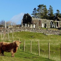 Long horn cattle in front of ruin